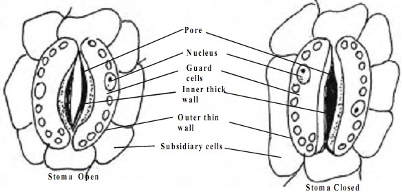 Plant cell homework help